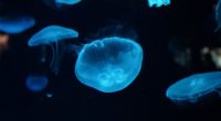 jellyfish underwater beautiful 4k 1541114051 200x110 - jellyfish, underwater, beautiful 4k - Underwater, Jellyfish, Beautiful