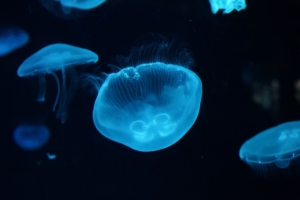 jellyfish underwater beautiful 4k 1541114051 300x200 - jellyfish, underwater, beautiful 4k - Underwater, Jellyfish, Beautiful