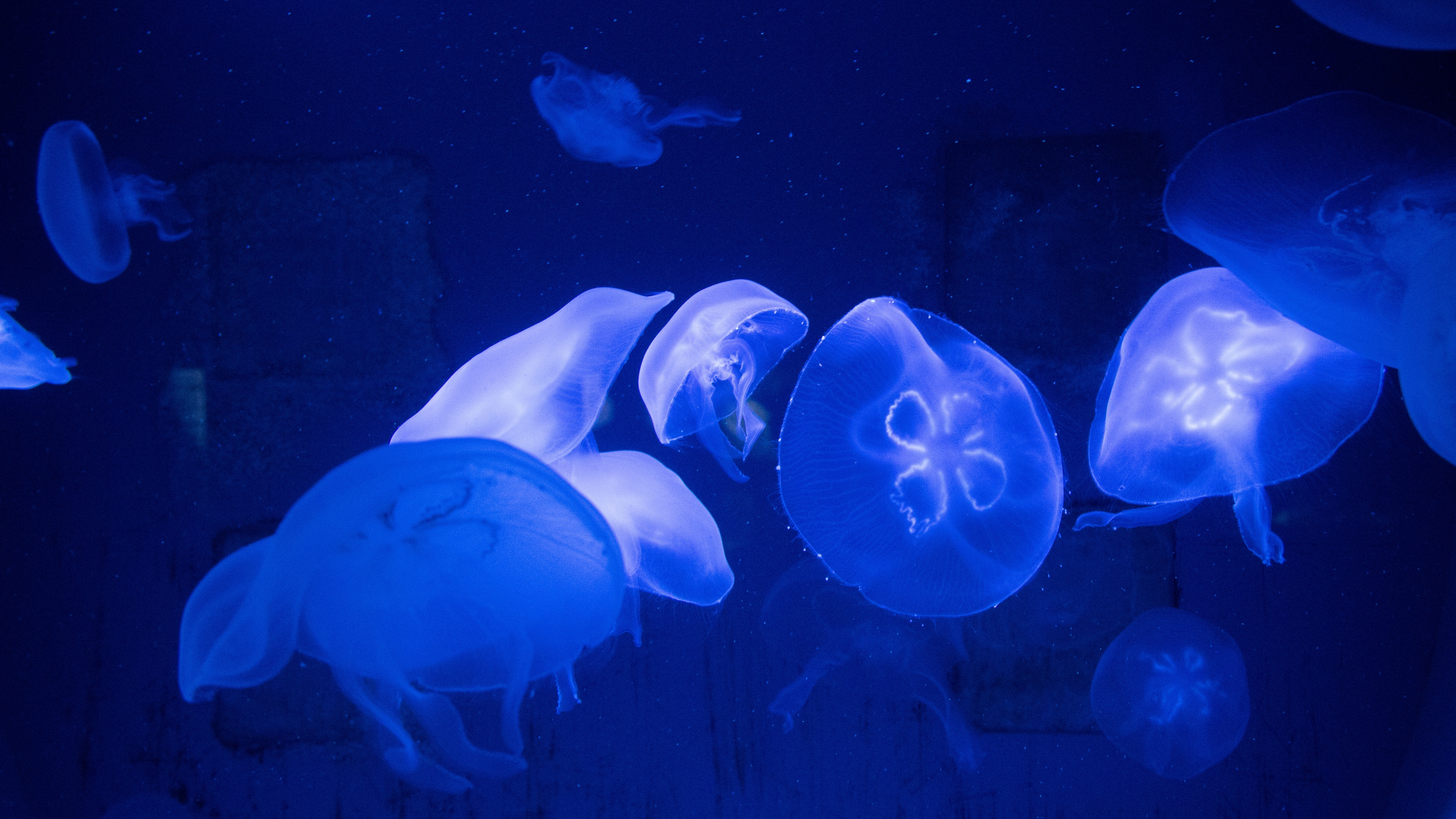 jellyfish underwater tentacles 4k 1541114764 - jellyfish, underwater, tentacles 4k - Underwater, tentacles, Jellyfish
