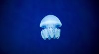 jellyfish underwater world blue 4k 1542242073 200x110 - jellyfish, underwater world, blue 4k - underwater world, Jellyfish, blue