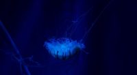 jellyfish underwater world swim tentacles ocean 4k 1542242538 200x110 - jellyfish, underwater world, swim, tentacles, ocean 4k - underwater world, swim, Jellyfish