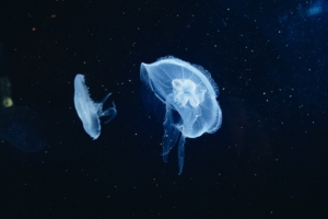 jellyfish underwater world tentacles 4k 1542242078 300x200 - jellyfish, underwater world, tentacles 4k - underwater world, tentacles, Jellyfish