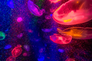 jellyfishes 4k 1542238892 300x200 - Jellyfishes 4k - underwater wallpapers, jellyfish wallpapers, hd-wallpapers, animals wallpapers, 4k-wallpapers