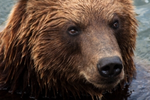kamchatka brown bear bear muzzle 4k 1542242933 300x200 - kamchatka brown bear, bear, muzzle 4k - muzzle, kamchatka brown bear, Bear