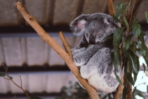 koala eucalyptus tree sleep 4k 1542241447 300x200 - koala, eucalyptus, tree, sleep 4k - tree, koala, Eucalyptus