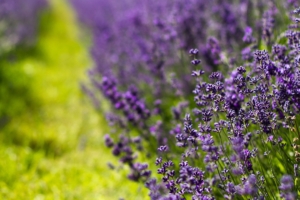 lavender flowers lilac summer 4k 1541114010 300x200 - lavender, flowers, lilac, summer 4k - Lilac, Lavender, Flowers