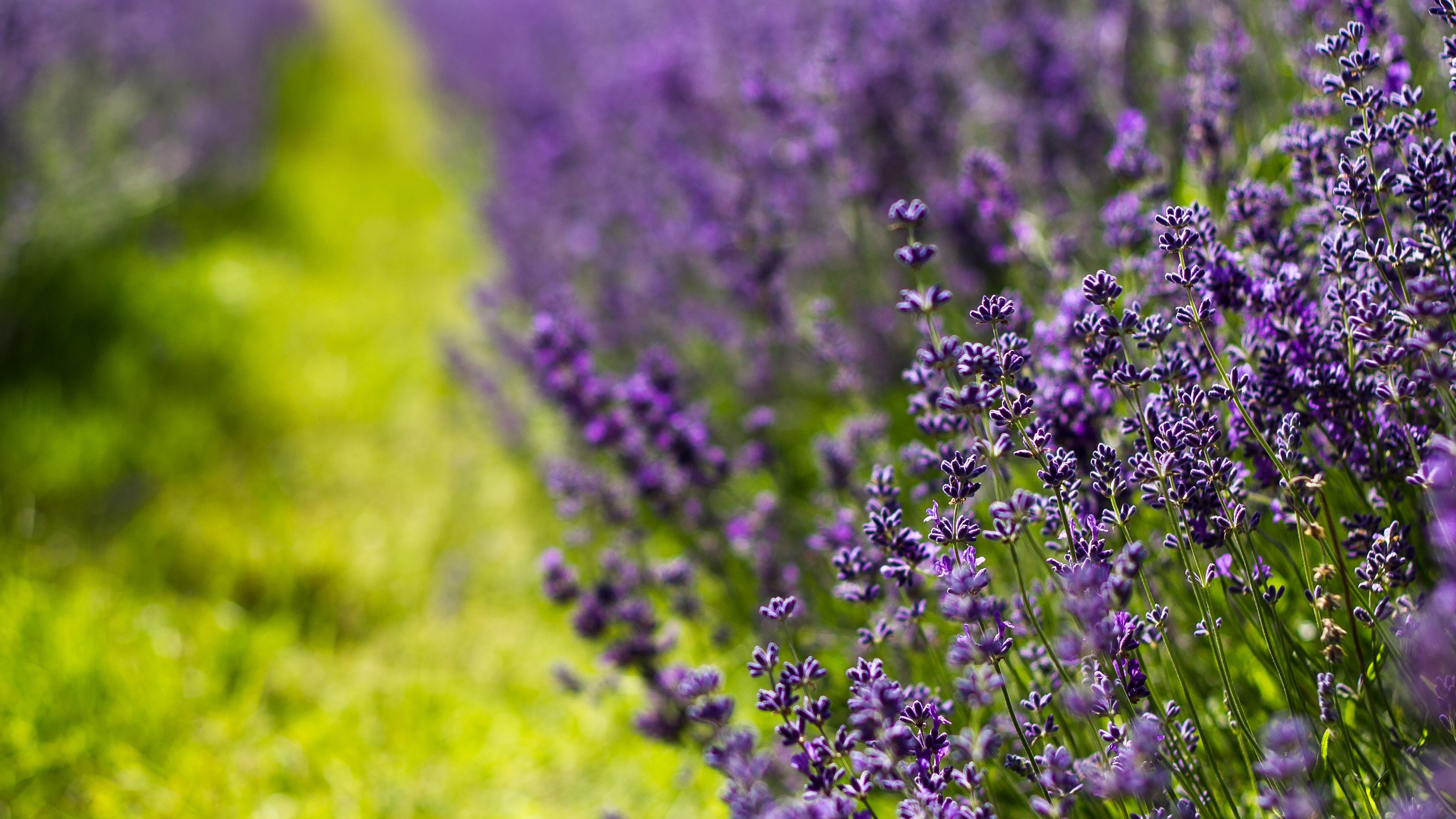lavender flowers lilac summer 4k 1541114010 - lavender, flowers, lilac, summer 4k - Lilac, Lavender, Flowers