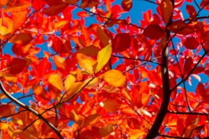 leaves branches autumn sunny 4k 1541115401 300x200 - leaves, branches, autumn, sunny 4k - Leaves, branches, Autumn