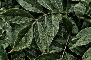 leaves drops surface close up 4k 1541114174 300x200 - leaves, drops, surface, close-up 4k - Surface, Leaves, Drops