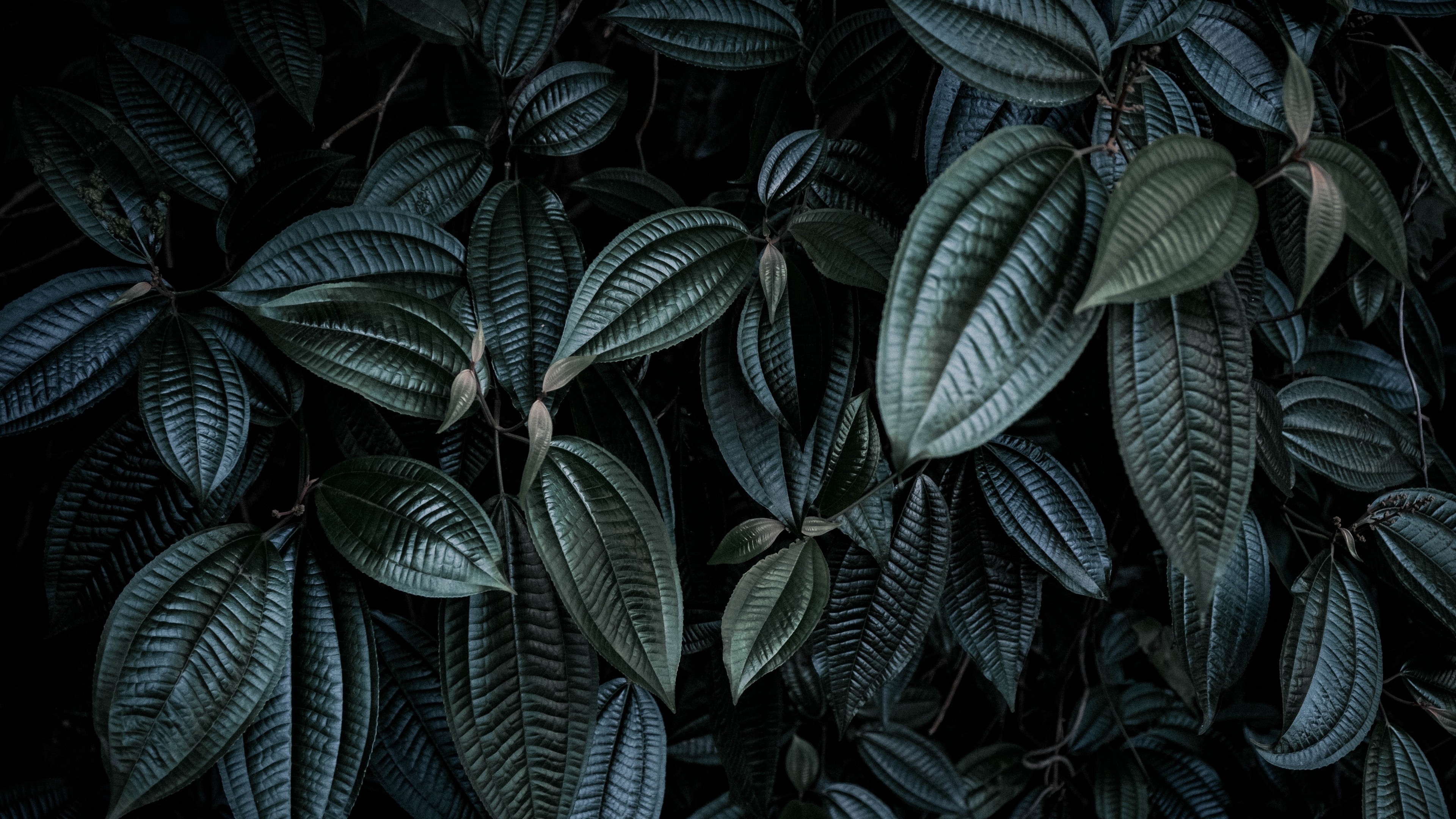 leaves, plant, branches, dark 4k