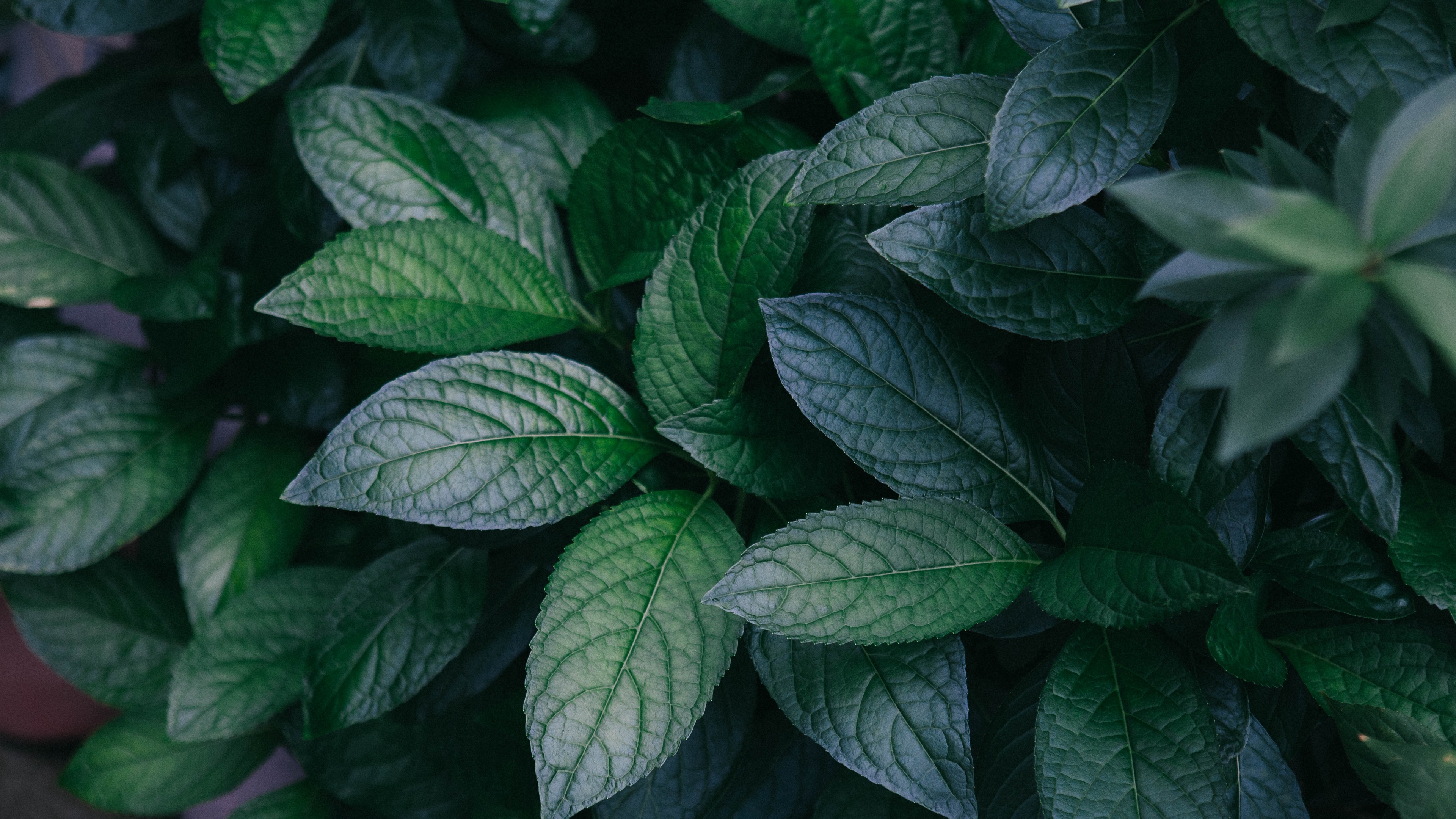 leaves, plant, green, bush, branches 4k