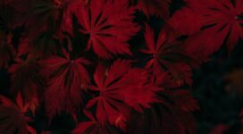 leaves red black dark plant 4k 1541115781 272x150 - leaves, red, black, dark, plant 4k - red, Leaves, Black