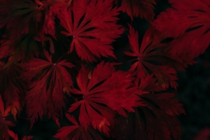 leaves red black dark plant 4k 1541115781 300x200 - leaves, red, black, dark, plant 4k - red, Leaves, Black