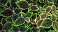 leaves texture surface ribbed 4k 1541115875 200x110 - leaves, texture, surface, ribbed 4k - Texture, Surface, Leaves