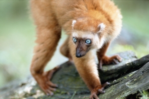 lemur blue eyes twigs moss 4k 1542242576 300x200 - lemur, blue eyes, twigs, moss 4k - twigs, lemur, blue eyes