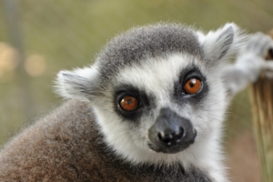 lemur muzzle eyes 4k 1542242730 300x200 - lemur, muzzle, eyes 4k - muzzle, lemur, Eyes