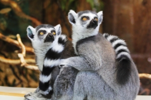 lemurs 1542238598 300x200 - Lemurs - lemurs wallpapers, hd-wallpapers, animals wallpapers, 4k-wallpapers