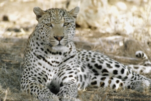 leopard africa shade rest predator 4k 1542242208 300x200 - leopard, africa, shade, rest, predator 4k - Shade, Leopard, Africa