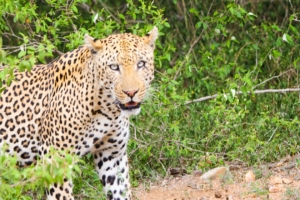 leopard cheetah predator look 4k 1542241586 300x200 - leopard, cheetah, predator, look 4k - Predator, Leopard, Cheetah