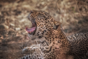 leopard grin predator muzzle 4k 1542241527 300x200 - leopard, grin, predator, muzzle 4k - Predator, Leopard, grin