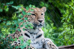 leopard muzzle predator sitting 4k 1542241676 300x200 - leopard, muzzle, predator, sitting 4k - Predator, muzzle, Leopard
