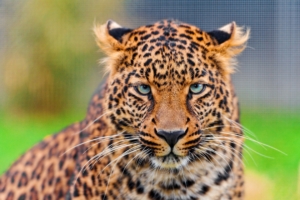 leopard predator face spotted big cat 4k 1542242818 300x200 - leopard, predator, face, spotted, big cat 4k - Predator, Leopard, Face