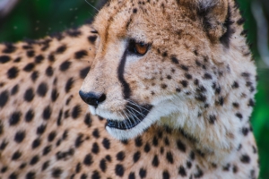 leopard predator muzzle big cat look 4k 1542242965 300x200 - leopard, predator, muzzle, big cat, look 4k - Predator, muzzle, Leopard