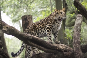 leopard wild cat predator zoo 4k 1542241870 300x200 - leopard, wild cat, predator, zoo 4k - wild cat, Predator, Leopard