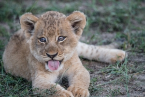 lion cub muzzle protruding tongue 4k 1542241489 300x200 - lion cub, muzzle, protruding tongue 4k - protruding tongue, muzzle, lion cub