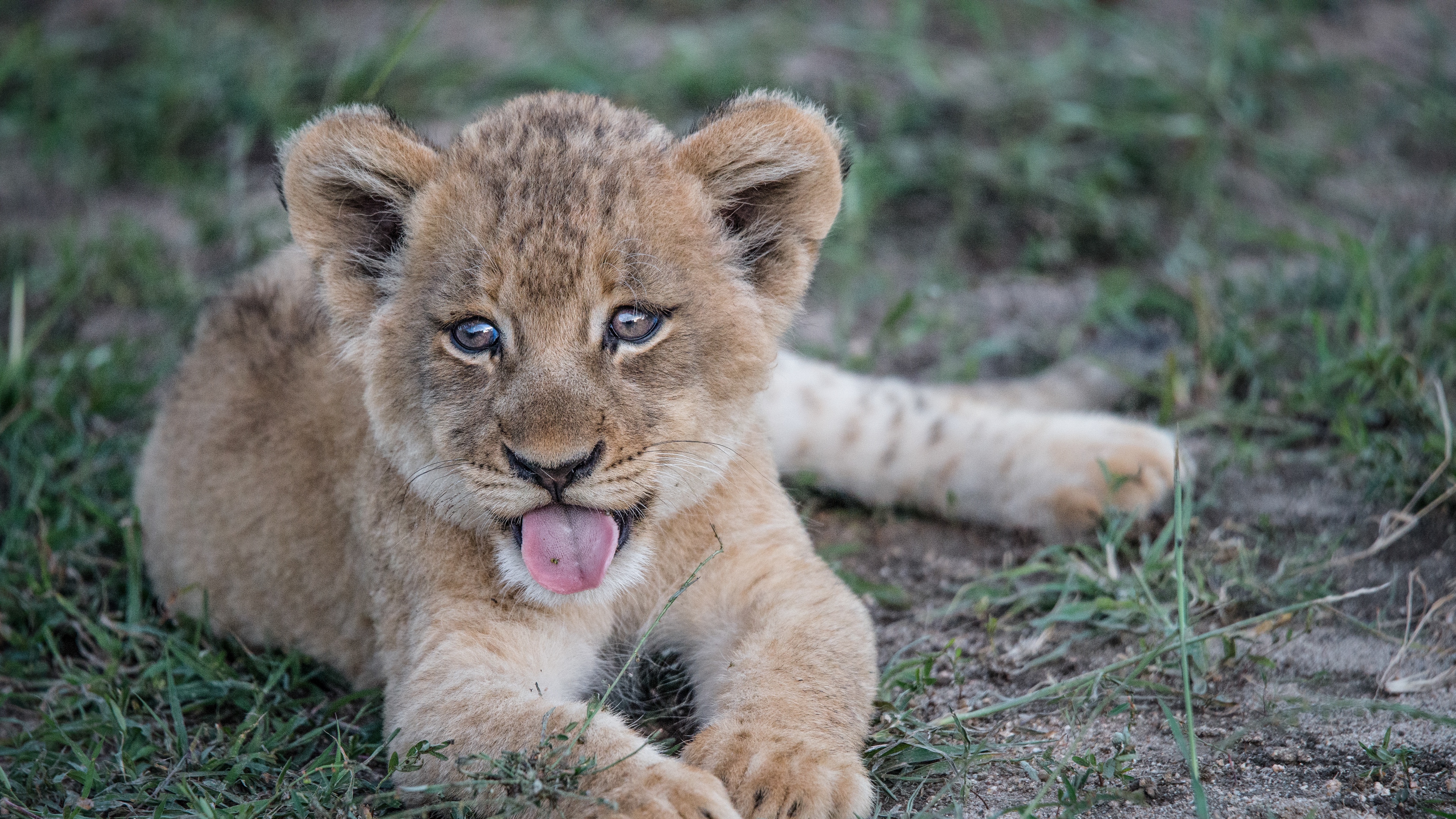 lion cub muzzle protruding tongue 4k 1542241489 - lion cub, muzzle, protruding tongue 4k - protruding tongue, muzzle, lion cub