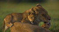 lion face calves cubs 4k 1542241794 200x110 - lion, face, calves, cubs 4k - Lion, Face, calves