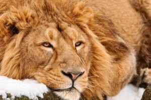 lion face lie predator 4k 1542242884 300x200 - lion, face, lie, predator 4k - Lion, lie, Face