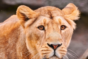 lion face predator big cat 4k 1542242649 300x200 - lion, face, predator, big cat 4k - Predator, Lion, Face