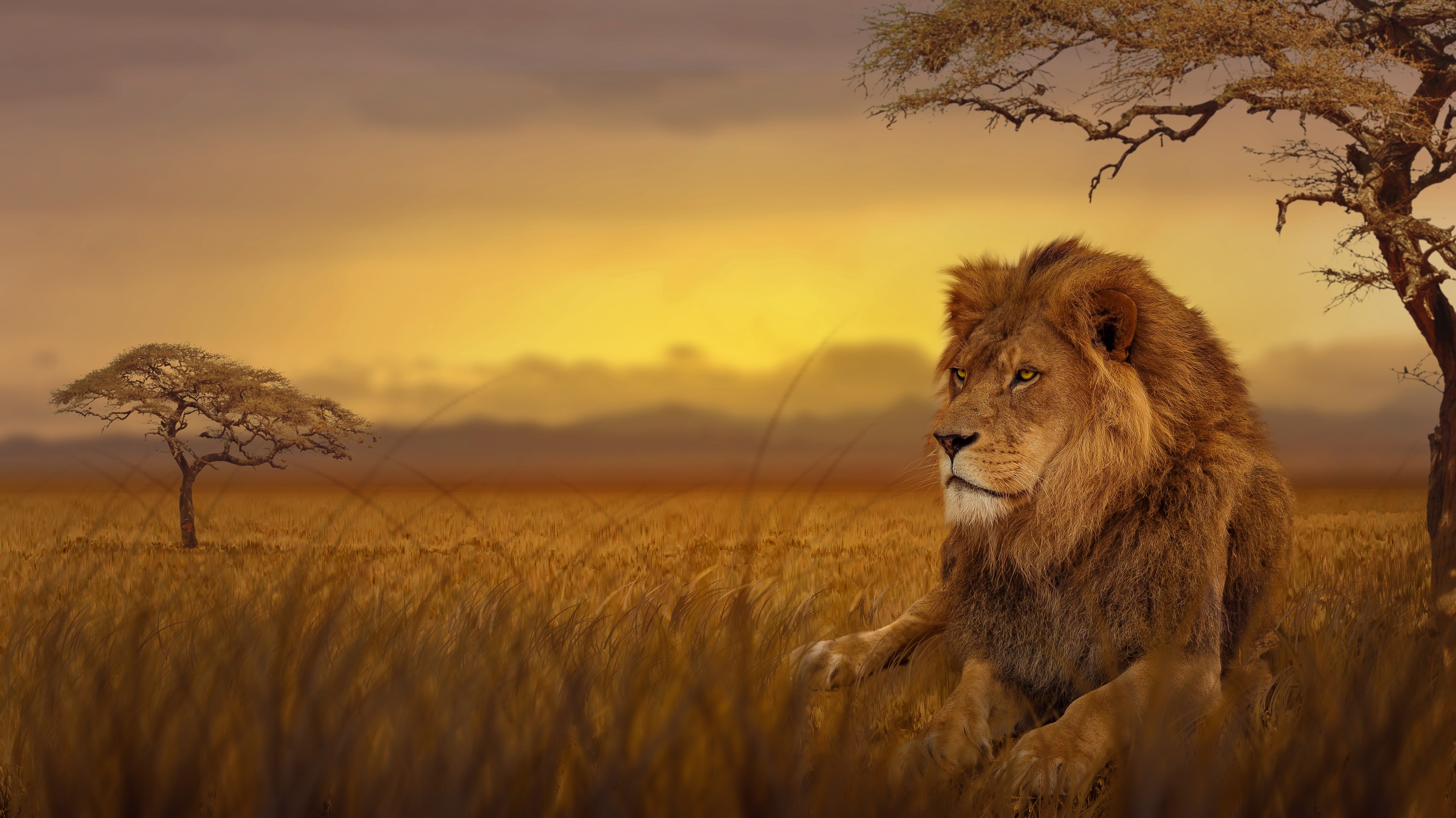 Lion Forest 4k lion wallpapers, hd-wallpapers, forest ...