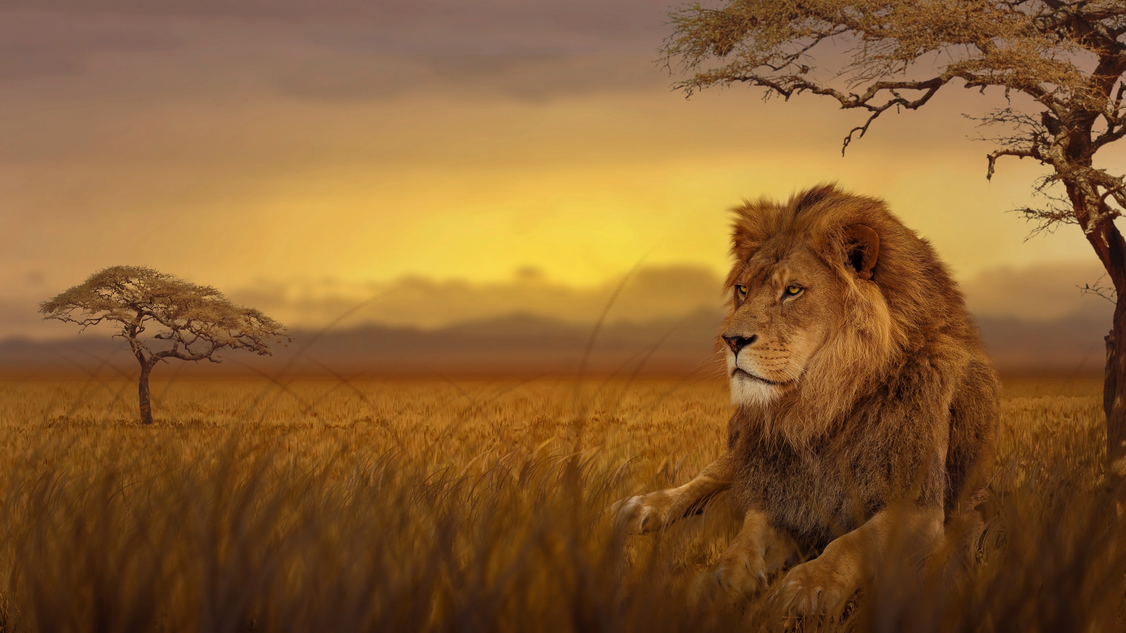 lion forest 4k 1542239116 - Lion Forest 4k - lion wallpapers, hd-wallpapers, forest wallpapers, animals wallpapers, 4k-wallpapers