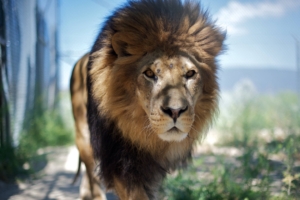 lion mane predator face 4k 1542241757 300x200 - lion, mane, predator, face 4k - Predator, mane, Lion
