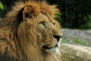 lion muzzle mane predator 4k 1542242353 300x200 - lion, muzzle, mane, predator 4k - muzzle, mane, Lion