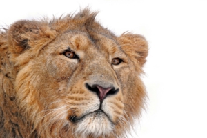 lion predator face eyes 4k 1542241789 300x200 - lion, predator, face, eyes 4k - Predator, Lion, Face