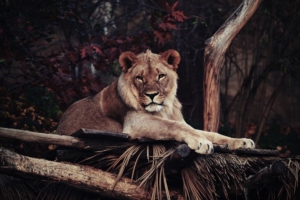 lion predator lying king of beasts 4k 1542241960 300x200 - lion, predator, lying, king of beasts 4k - Predator, Lying, Lion