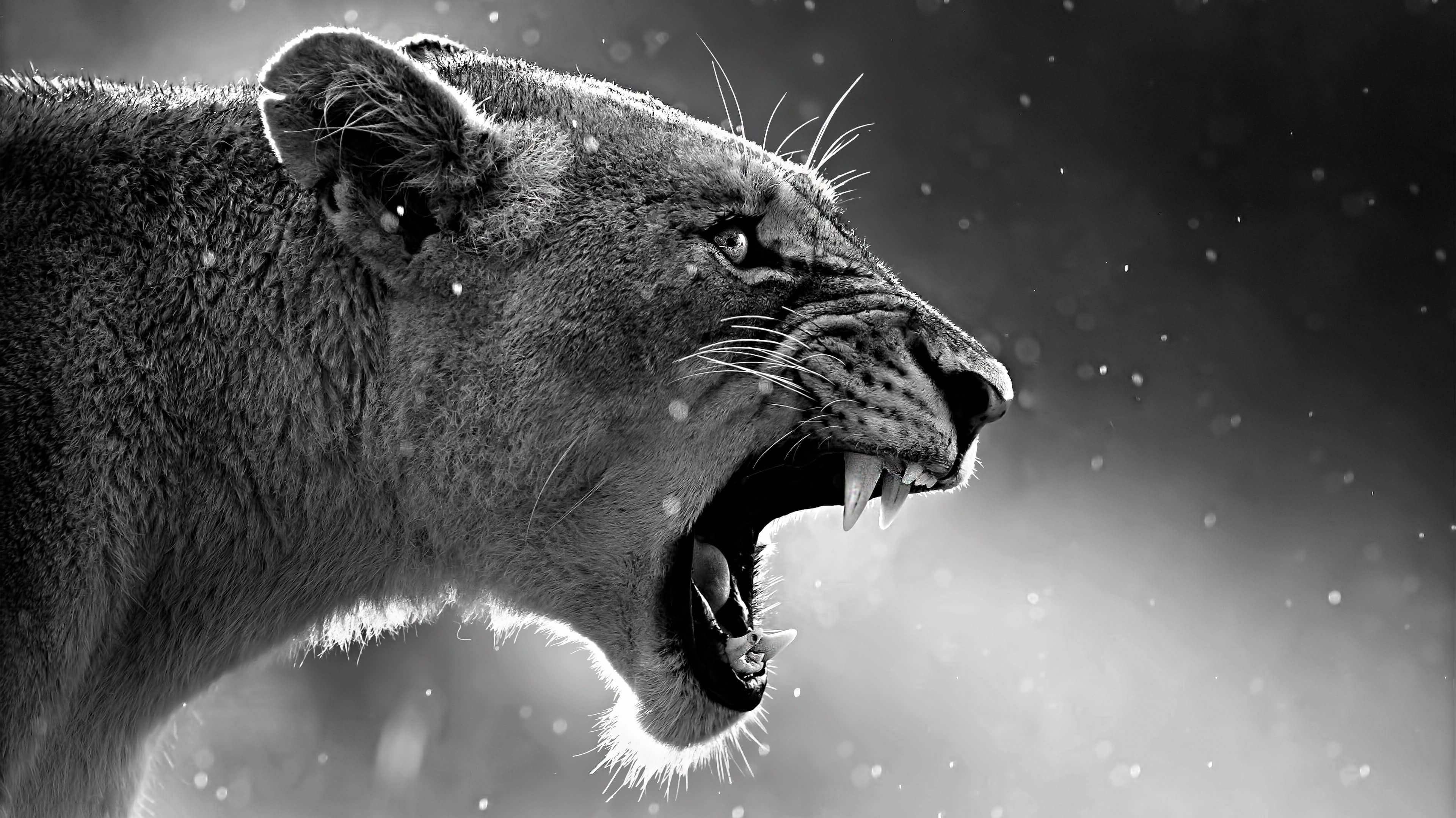 Lion Roaring 4k roar wallpapers  lion wallpapers  king 