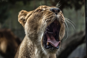 lion with open mouth 4k 1542239354 300x200 - Lion With Open Mouth 4k - predator wallpapers, lion wallpapers, hd-wallpapers, animals wallpapers, 4k-wallpapers