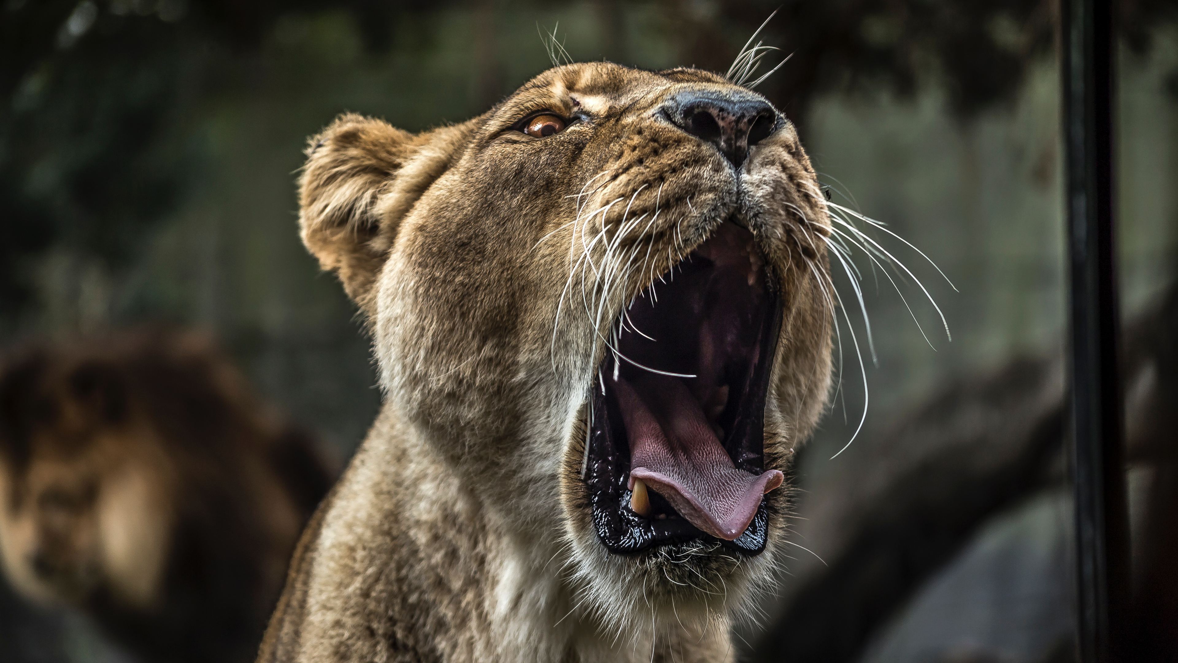 lion with open mouth 4k 1542239354 - Lion With Open Mouth 4k - predator wallpapers, lion wallpapers, hd-wallpapers, animals wallpapers, 4k-wallpapers