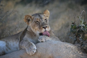 lioness lion lick 4k 1542241507 300x200 - lioness, lion, lick 4k - Lioness, Lion, lick