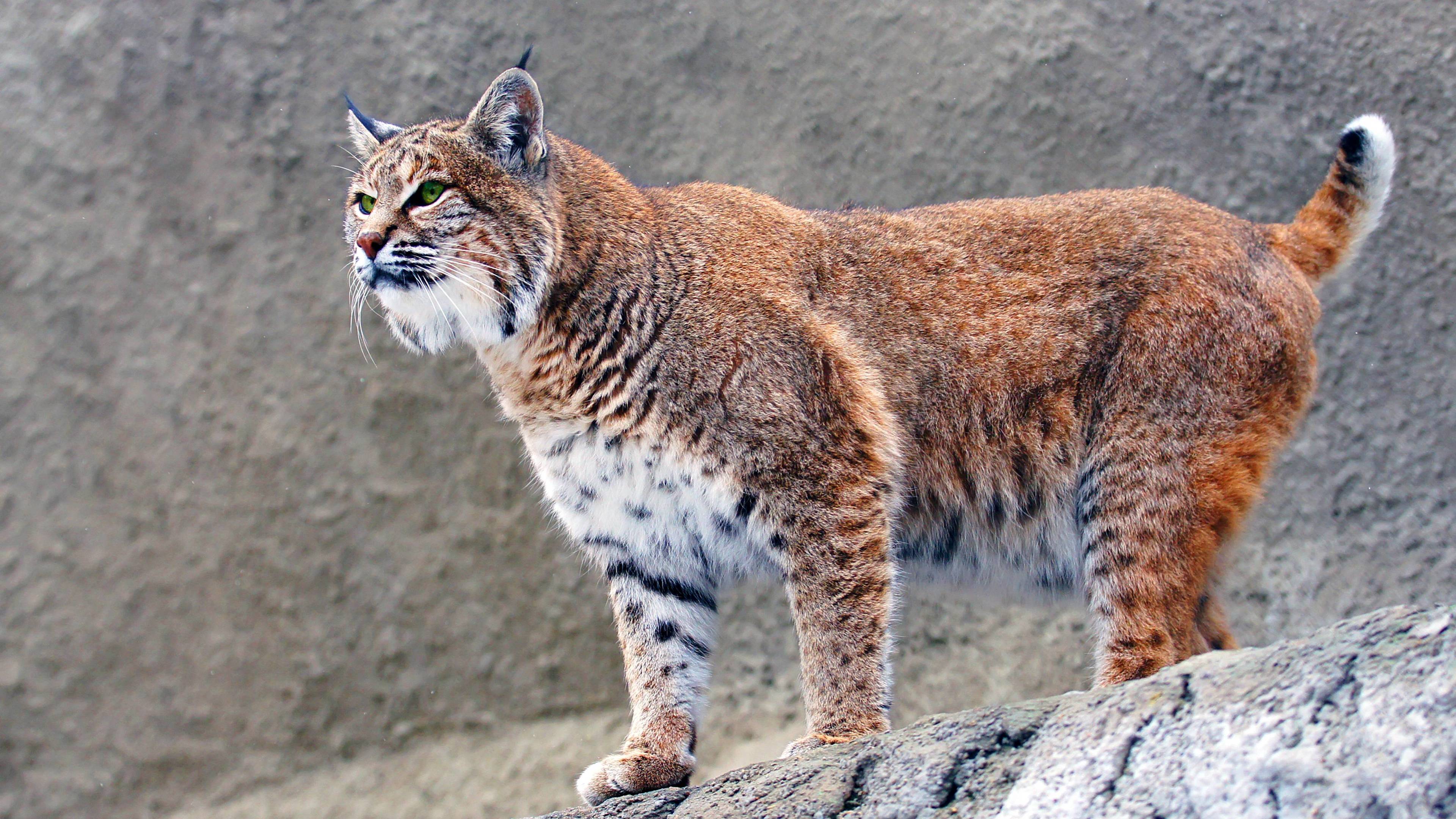 Iphone 8 Wildlife Big Cats Lynx wallpaper  Download TOP Free backgrounds