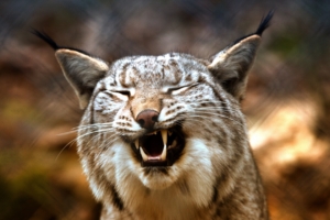lynx predator grin 4k 1542242498 300x200 - lynx, predator, grin 4k - Predator, Lynx, grin
