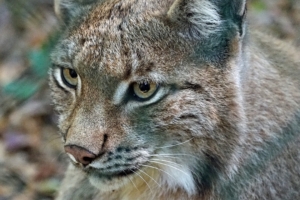 lynx predator wild cat 4k 1542241359 300x200 - lynx, predator, wild cat 4k - wild cat, Predator, Lynx
