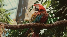 macaw parrot bird colorful 4k 1542241448 272x150 - macaw, parrot, bird, colorful 4k - Parrot, Macaw, Bird