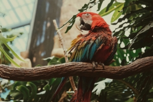 macaw parrot bird colorful 4k 1542241448 300x200 - macaw, parrot, bird, colorful 4k - Parrot, Macaw, Bird