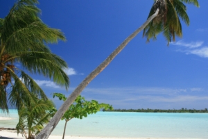maldives tropical beach palm trees 4k 1541114217 300x200 - maldives, tropical, beach, palm trees 4k - Tropical, Maldives, Beach