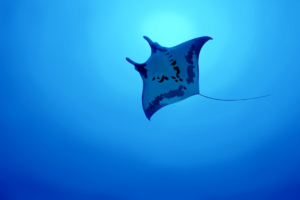 manta ray 4k 1542239351 300x200 - Manta Ray 4k - underwater wallpapers, sea wallpapers, manta ray wallpapers, hd-wallpapers, creature wallpapers, animals wallpapers, 4k-wallpapers